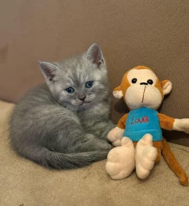 şotlan pişik: Şotland yastı qulaq, Erkək, Dişi, Yaxşı əllərə, Ünvandan götürmə, Pulsuz çatdırılma, Ödənişli çatdırılma — 137