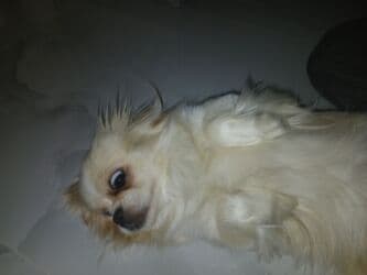 xaski iti: Pekines, 10 ay, Dişi, Peyvəndli, Ödənişli çatdırılma — 2