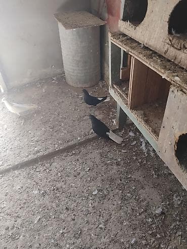 goyercin dami: Sağlam heyvanlari çütü 20 man .erkey maya .cavan dilar — 2