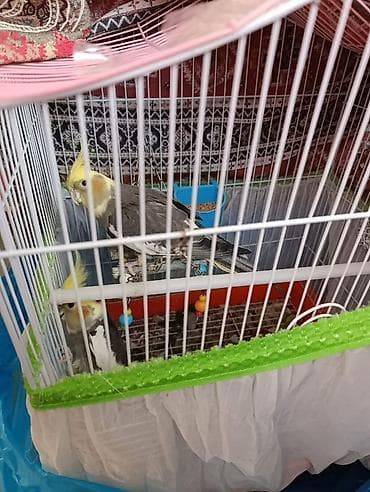 quş yuvaları: Karolla (sultan papağanı) quşlar erkey ve dişi her şey daxil yuvaları — 2