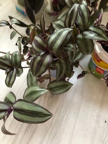 etotu bitkisi: Tebii guller — 4