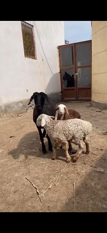 balaca boyumeyen itler: Qoyun və quzular – ana qoyunla 2 quzu dəsti - Növ: yerli ət‑yunun — 6