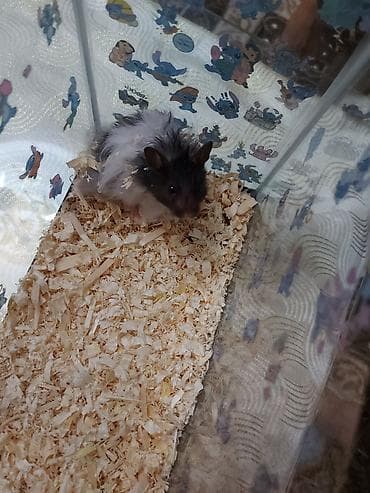 Uzaq tüklü, iki rəngli (qara-ağ) hamster - Növ: dekorativ hamster