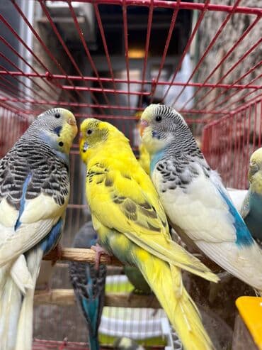 geref qusu rus dilinde: Papuqaylarr — 1