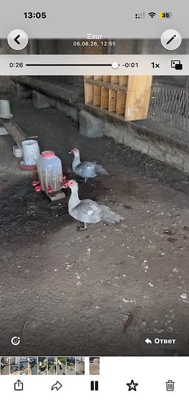quşlar: Lavanda cinsi erkək dişi satılır.1 illik heyvanlardı.Qiymət cütünə — 1