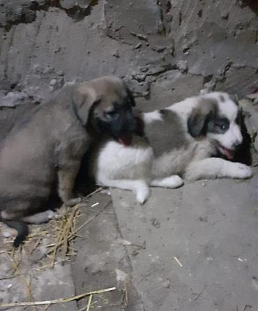 itlerin cutlesmesi: Alabay, 1 ay, Dişi, Ünvandan götürmə — 3
