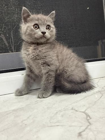Boz rəngli pişik balası - Cinsə bənzər görüntü: qısa tüklü, yumru üz lalafo.az -da Boz rəngli pişik balası - Cinsə bənzər görüntü: qısa tüklü, yumru üz