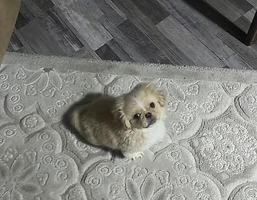 Digər heyvanlar: Pekines, 6 ay, Erkek — 1