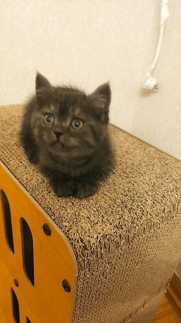 bengal pişiyi: Britan — 2