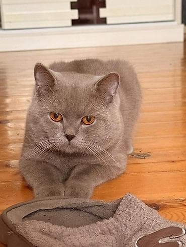 Britan lalafo.az -da Britan