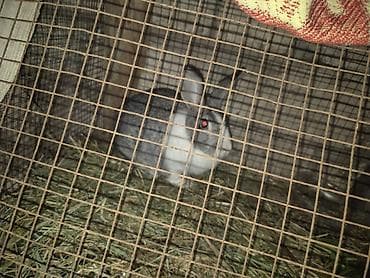 Boz-ağ rəngli dişidi aşaqa yeri var