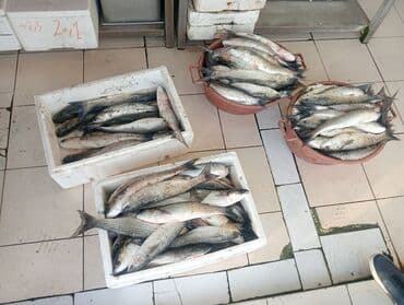 baliq tutmaq: Məhsul: Təzə balıq (xırman balığı – kefal tipli) Təsvir: - Günlük — 1