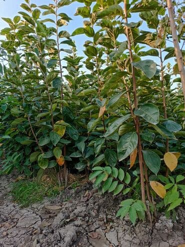 meyvə ağacı: Her sor tinglermiz movcuddur yerli və xarici sortlar var sortlara — 14