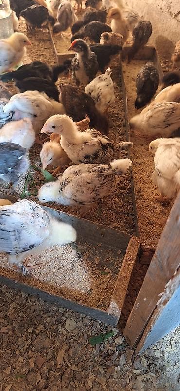 cücə fermasi: Toyuq cücələri, Damazlıq, Ödənişli çatdırılma — 4