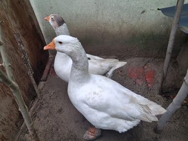 Təsvir: 9 aylığ Qaz İki ədəd iri və sağlam qaz satılır. Vəziyyətləri