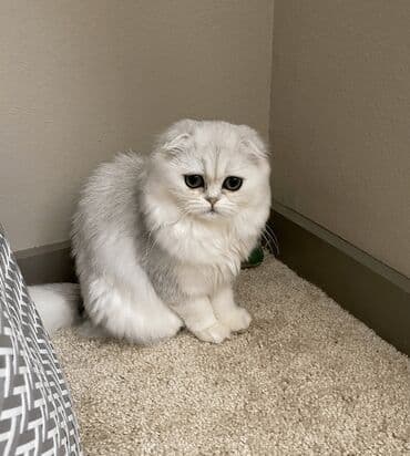 it ucun evler: Şotland, Erkək, Dişi, Yaxşı əllərə, Ünvandan götürmə, Pulsuz çatdırılma, Ödənişli çatdırılma — 8