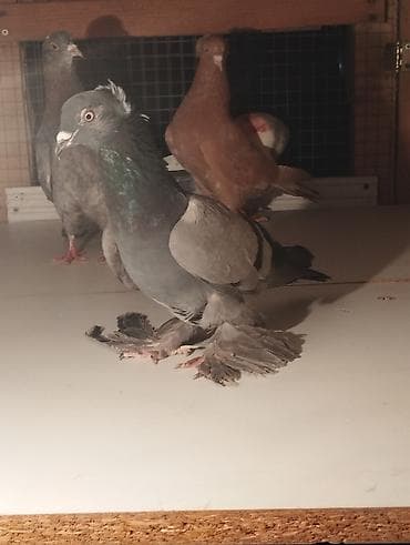 karella quşu: Məhsul: Növbənöv dekorativ göyərçinlər Təsvir: - Şəkillərdə bir neçə — 2