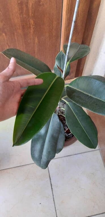 güləmin qiyməti: İstənilən evin interyerinə yaraşar. Hündürlükləri 80 sm-dir. Qiymət — 2