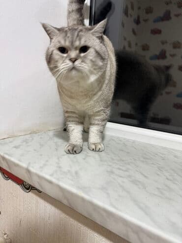 Iran Khodro: Britan — 8