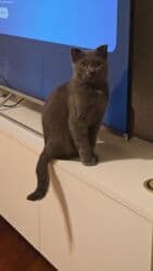 Akvariumlar: Pulsuz sahiblendirilir — 1