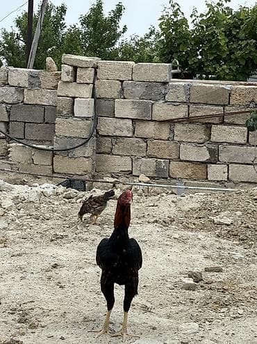 kend colpalari: Heyratı xoruz tam sağlamdır ideal formadadır — 8