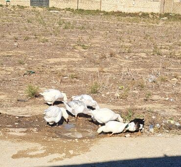 5 ədəd qaz var 2 erkək 3 fərə 1 ədədi 35 Azn itəyən olsa əlaqə saxlaya