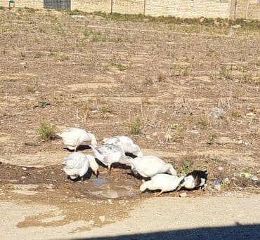 kullu xoruz heyratı: Dişi, Damazlıq, Ünvandan götürmə — 1