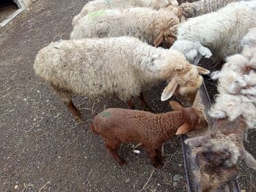 11 baş ana qoyun 4 doğub qalani yetik boğaz hamsı sağlam heyvanidi