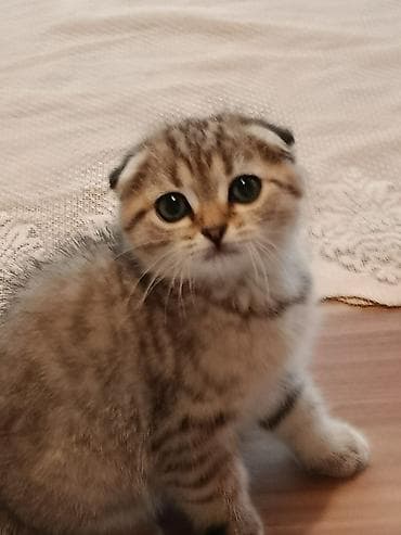 pişik ucuz: British tipli pişik balaları - Rənglər: ağ (iki balada qar bəyaz yun — 4