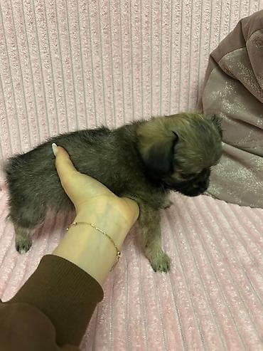 pitbull iti satilir: İtlər — 1