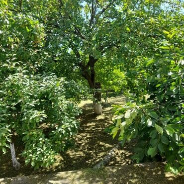 lalafo долгосрочная аренда квартир: 250 м², 5 комнат, Комби, Газ, Электричество — 23