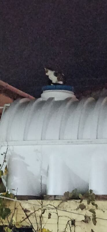 pişik erkek: Tabbi, Yaxşı əllərə — 1