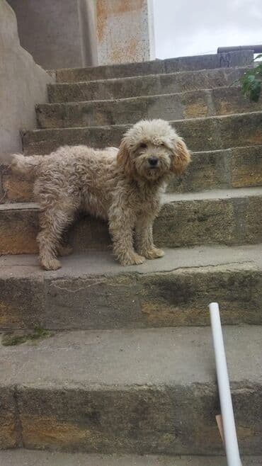 Gəmiricilər: Balaca, qıvrım tüklü iti təsvir edən elan. - Növ: it (xırda ölçülü — 3