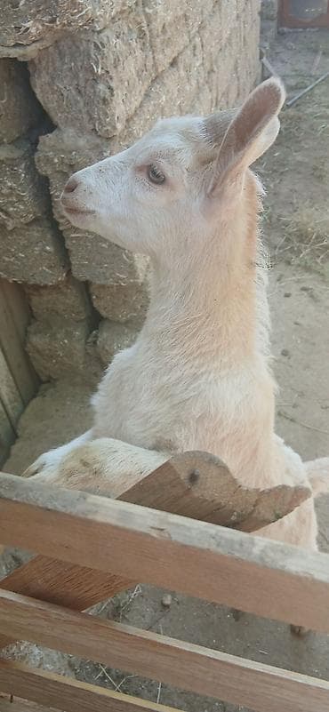 simmental cinsi: Satılır: 2 baş cavan 2 ayliq anasinin sudu ile boyuyen keçi balalari — 10