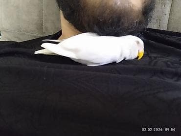 Птицы: Elle beslenib yeme dusub ful el qusudur qeti dislemeyi yoxdur insana — 2