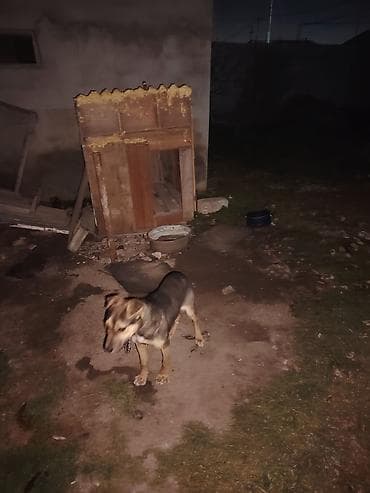 heyvan sahiblənmək: Avcarka ile qarosiqdi yalniz Peyvendin Pulunu isteyirem Qiymet sondur — 2