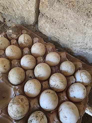 Ləpələr: Lal örədək Yumurtası — 1