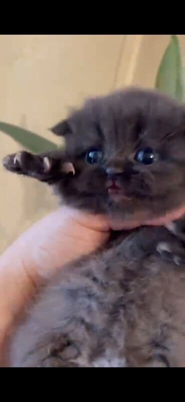 pişik yem qabı: 50 ile 250 arasi cins saf qan pisiklerimiz var( Silver sinsila temiz — 29