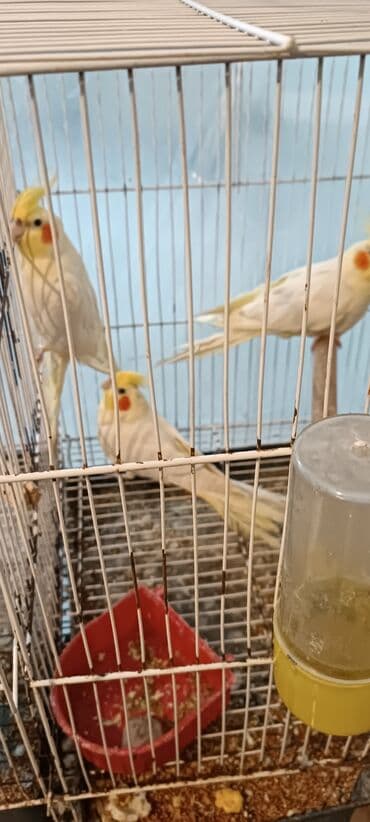 ucuz papuqaylar: Növ: Nimfa (Cockatiel) quşları Rəng: Açıq sarı/ağ tüklər, yanaqlarda — 2