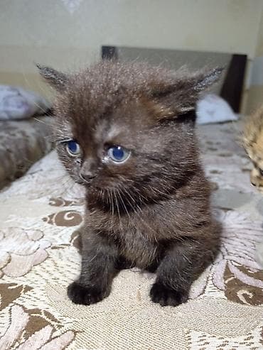 Balaca pişik balaları - Növ: ev pişiyi (qısayellı, yumşaq tüklü