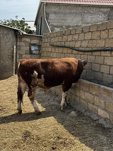 etlik iney: İki baş təmiz qan erkək simmental dana satılır. Böyüyünün 1 yaşı var — 10
