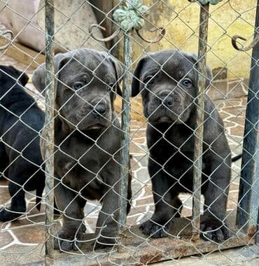 Собаки: Кане-корсо — 23