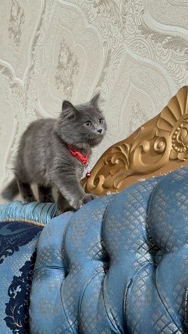 sotlant pisiyi: Boz tüklü, uzun tüklü ev pişiyi - Rəng: tünd boz (monoxrom), yumşaq və — 5