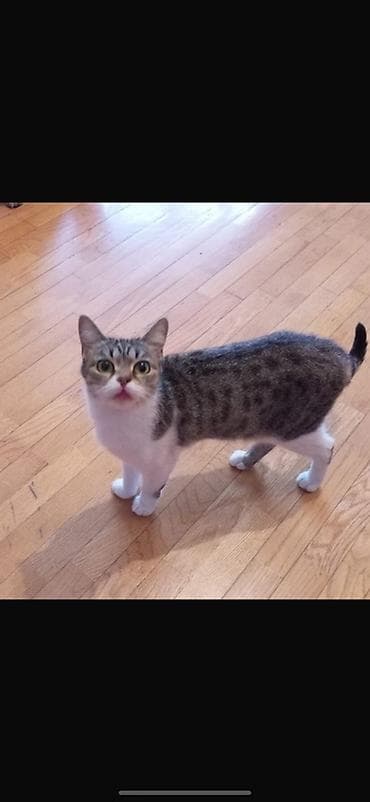 british: Britan, Pulsuz çatdırılma — 3