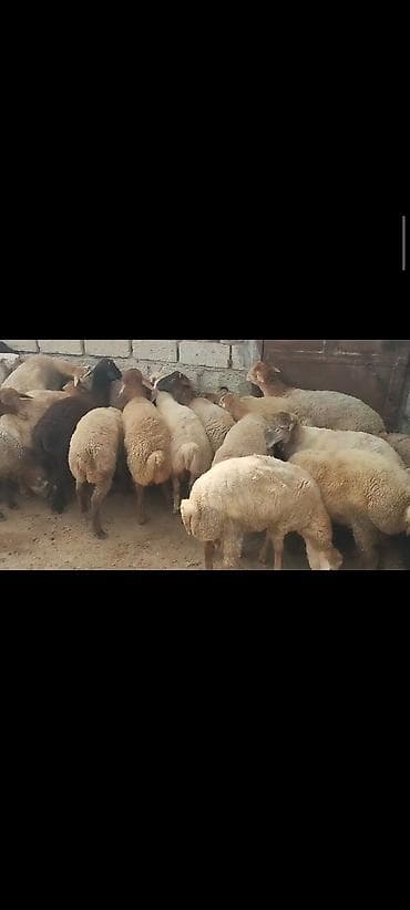 qoyun itləri: Salam hər vaxtınız xeyir olsun. Erkək quzulardı Diri çəkisi 9 manat 30 — 2