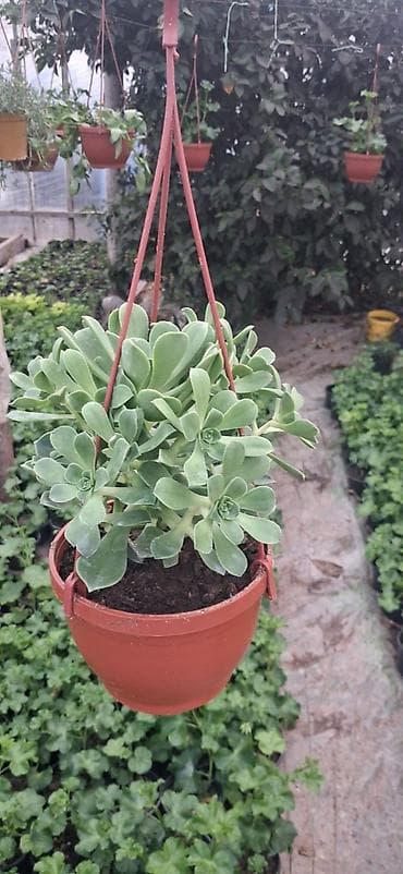 rozmarin bitkisi: Sukulent (Echeveria tipli) – qara plastik dibçəklərdə - Bitki tipi — 1