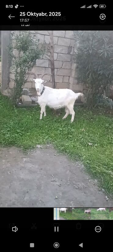 Məhsul: Qoyun-keçi təsərrüfatı üçün keçilər Təsvir: - Şəkillərdə 3