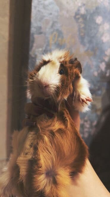 Audi: Növ: Dekorativ gəmirici – dəniz donuzu (guinea pig) Xüsusiyyətlər: - — 1