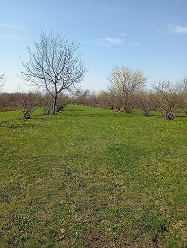 1 sot neçe metrdir: Kənd təsərrüfatı — 3