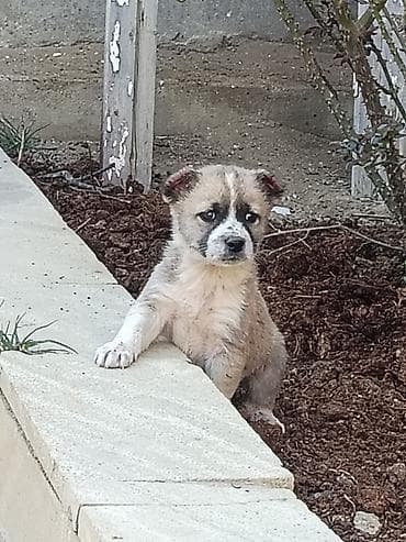 pikines qiymeti: Salam 25 Gunlukdiler Samaxi Qurdbasar kucukleri di Erkek disi. Cut — 1